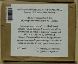 Grimmia mollis Bruch & Schimp., Bryophytes, Bryophytes - North Caucasus & Ciscaucasia (B12) (Russia)