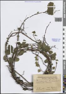 Celastrus flagellaris Rupr., Siberia, Russian Far East (S6) (Russia)