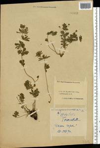 Potentilla erecta (L.) Raeusch., Eastern Europe, Central forest region (E5) (Russia)