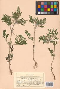 Ambrosia artemisiifolia L., Eastern Europe, Moscow region (E4a) (Russia)