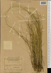 Stipa zalesskii Wilensky, Caucasus, Azerbaijan (K6) (Azerbaijan)