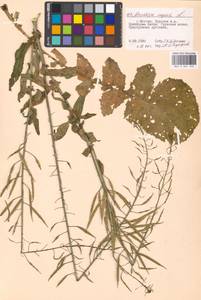Brassica napus L., Eastern Europe, Moscow region (E4a) (Russia)