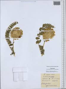 Astragalus globiceps Bunge, Middle Asia, Karakum (M6) (Turkmenistan)