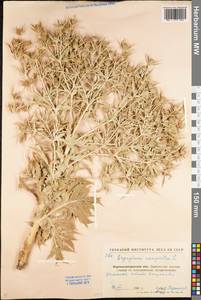 Eryngium campestre L., Eastern Europe, North Ukrainian region (E11) (Ukraine)