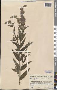 Lythrum salicaria L., Eastern Europe, North Ukrainian region (E11) (Ukraine)