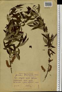 Salix triandra L., Siberia, Russian Far East (S6) (Russia)