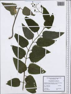 Scrophularia nodosa L., Western Europe (EUR) (North Macedonia)