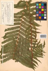 Matteuccia struthiopteris (L.) Tod., Siberia, Russian Far East (S6) (Russia)