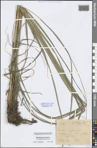 Carex acuta L., Eastern Europe, Central forest-and-steppe region (E6) (Russia)