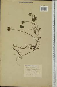 Trifolium repens L., Eastern Europe (no precise locality) (E0) (Not classified)