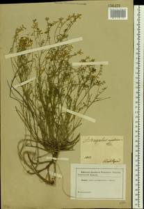 Astragalus austriacus Jacq., Eastern Europe, South Ukrainian region (E12) (Ukraine)