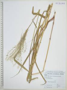Miscanthus sacchariflorus (Maxim.) Benth. & Hook.f. ex Franch., Siberia, Russian Far East (S6) (Russia)