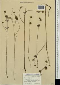 Helianthemum ledifolium subsp. lasiocarpum (Jacques & Herincq) Nyman, Crimea (KRYM) (Russia)