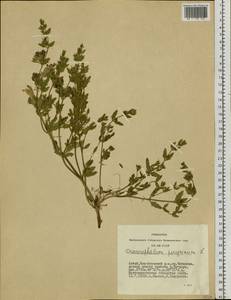 Dracocephalum peregrinum L., Siberia, Altai & Sayany Mountains (S2) (Russia)