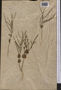 Plagioloba clavata (Boiss.) Khosravi & Eslami-Farouji, Middle Asia, Western Tian Shan & Karatau (M3) (Kazakhstan)