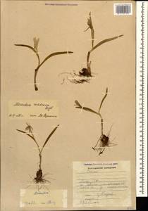 Colchicum raddeanum (Regel) K.Perss., Caucasus, Armenia (K5) (Armenia)
