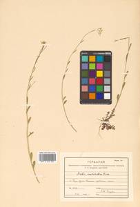 Arabidopsis lyrata subsp. kamchatica (Fisch. ex DC.) O'Kane & Al-Shehbaz, Siberia, Russian Far East (S6) (Russia)