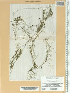 Utricularia minor L., Eastern Europe, Northern region (E1) (Russia)