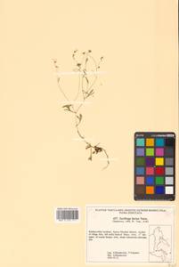 Saxifraga lactea Turcz., Siberia, Russian Far East (S6) (Russia)