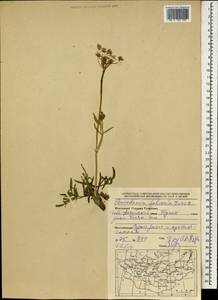 Haloselinum falcaria (Turcz.) Pimenov, Mongolia (MONG) (Mongolia)