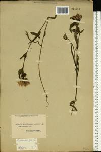 Centaurea jacea L., Eastern Europe, Northern region (E1) (Russia)