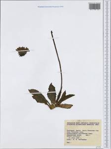 Asteraceae, Western Europe (EUR) (Bulgaria)