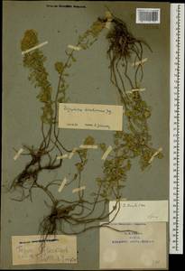 Ziziphora brantii K.Koch, Caucasus, Armenia (K5) (Armenia)