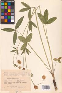 Trifolium montanum L., Eastern Europe, Central region (E4) (Russia)