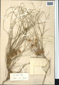 Calligonum setosum (Litv.) Litv., Middle Asia, Karakum (M6) (Turkmenistan)