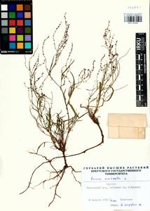 Rumex acetosella L., Siberia, Baikal & Transbaikal region (S4) (Russia)