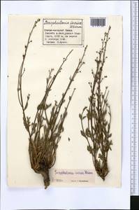 Scrophularia incisa Weinm., Middle Asia, Pamir & Pamiro-Alai (M2) (Tajikistan)