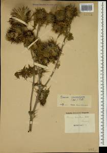 Cirsium caucasicum (Adams) Petr., Caucasus (no precise locality) (K0)