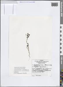 Veronica anagallis-aquatica L., Eastern Europe, Volga-Kama region (E7) (Russia)