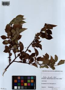 Malus baccata (L.) Borkh., Siberia, Altai & Sayany Mountains (S2) (Russia)