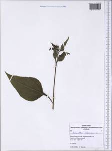 Helianthus tuberosus L., Siberia, Altai & Sayany Mountains (S2) (Russia)