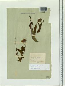 Eurybia sibirica subsp. sibirica, Siberia, Baikal & Transbaikal region (S4) (Russia)