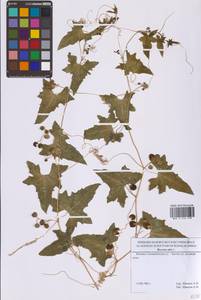 Bryonia alba L., Eastern Europe, Moscow region (E4a) (Russia)