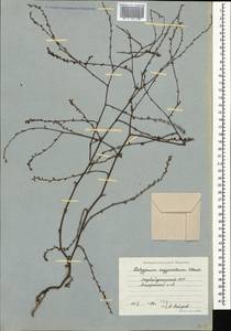 Polygonum argyrocoleum Steud. ex Kunze, Caucasus, Azerbaijan (K6) (Azerbaijan)