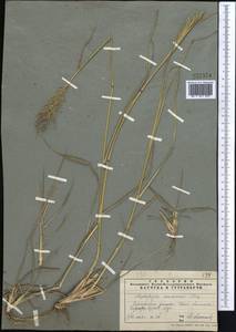 Bothriochloa bladhii (Retz.) S.T.Blake, Middle Asia, Pamir & Pamiro-Alai (M2) (Tajikistan)