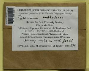 Dicranum viride var. hakkodense (Cardot) Takaki, Bryophytes, Bryophytes - Russian Far East (excl. Chukotka & Kamchatka) (B20) (Russia)