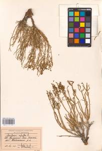 Anabasis aphylla L., Middle Asia, Caspian Ustyurt & Northern Aralia (M8) (Kazakhstan)
