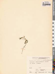 Callitriche hermaphroditica L., Siberia, Chukotka & Kamchatka (S7) (Russia)