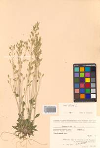 Draba hirta L., Siberia, Chukotka & Kamchatka (S7) (Russia)