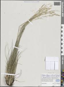 Festuca, Eastern Europe, Volga-Kama region (E7) (Russia)