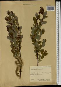 Salix aurita × livida, Eastern Europe, Central region (E4) (Russia)