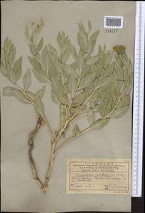 Haplophyllum latifolium Kar. & Kir., Middle Asia, Western Tian Shan & Karatau (M3) (Kazakhstan)