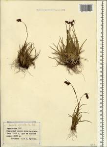 Luzula spicata (L.) DC., Caucasus, Armenia (K5) (Armenia)