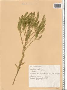 Lepidium ruderale L., Eastern Europe, Belarus (E3a) (Belarus)