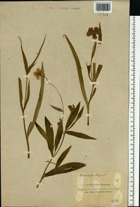 Ranunculus lingua L., Eastern Europe, Northern region (E1) (Russia)