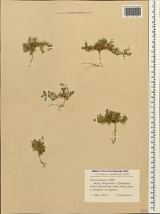Astragalus commixtus Bunge, Caucasus, Azerbaijan (K6) (Azerbaijan)